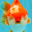 CHONKY AAA Grade Red White Yuanbao Male 5.5-6 inches #050126YB_17