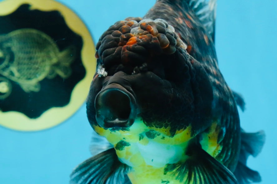 A Grade CHONKY Kirin Oranda Female 6.5 inches #072525OR_20