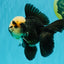 AAA Grade Panda Button Eyes Oranda Male 5.5 inches #031326OR_25
