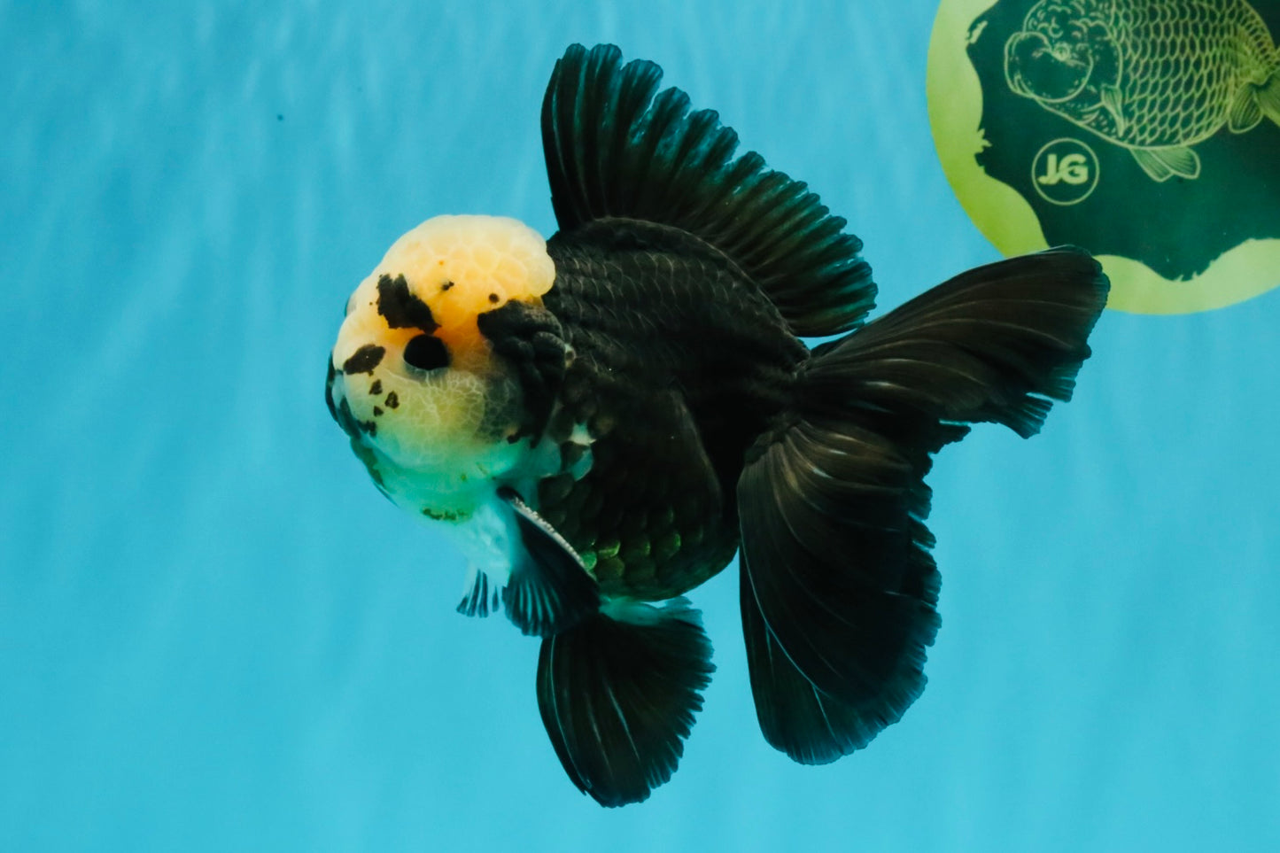 AAA Grade Panda Button Eyes Oranda Male 5.5 inches #031326OR_25