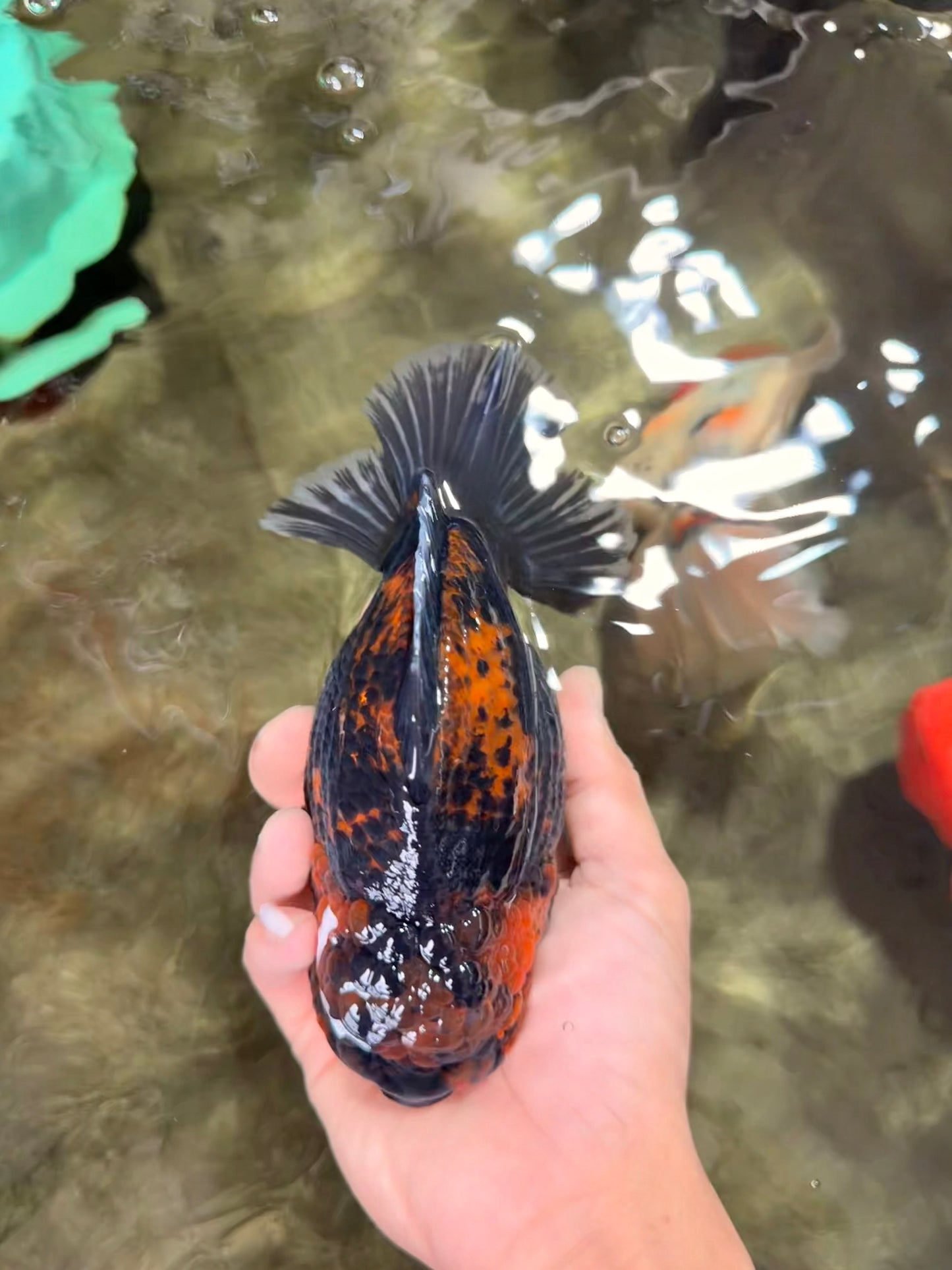 AAA Grade Jumbo Tiger Yuanbao Male 6.5 inches #062626YB_06