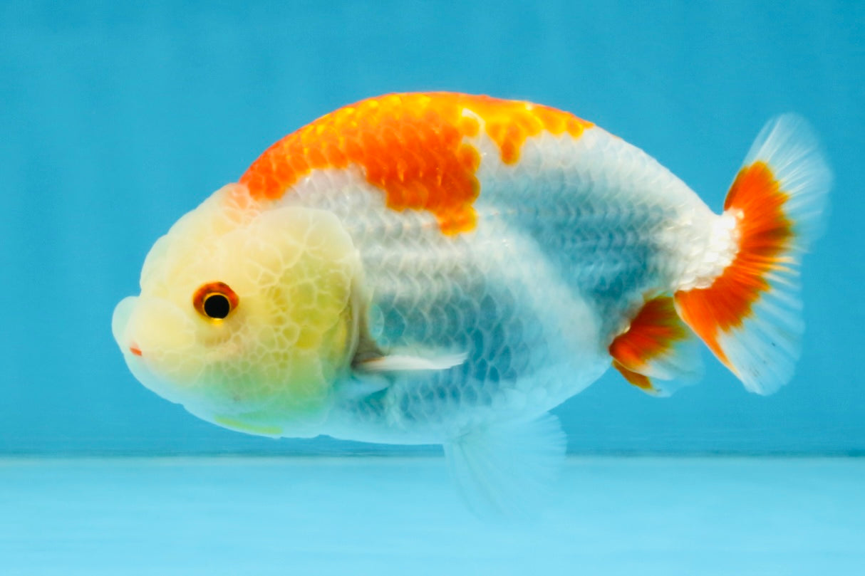 A Grade Red White LionKing 4 inches #112825LC_11