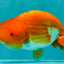 A Grade Red White LionKing 4-4.5 inches #070326LC_37