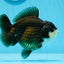 A Grade Panda Yuanbao Male 4.5 inches #0906YB_19