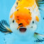 A Grade Big Size Tricolor Oranda Female 7.5 inches #0706OR_09