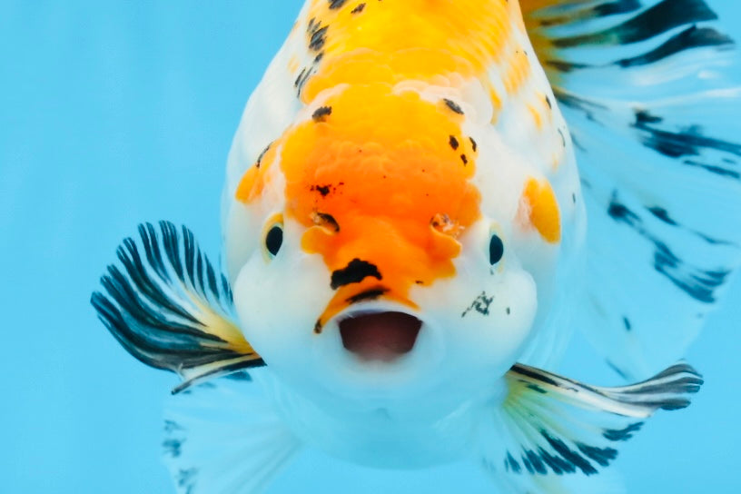 Oranda tricolor hembra de tamaño grande, grado A, 7,5 pulgadas, n.º 0706OR_09