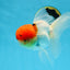 MARIO Red Cap Oranda Male 5-5.5 inches #072525OR_15