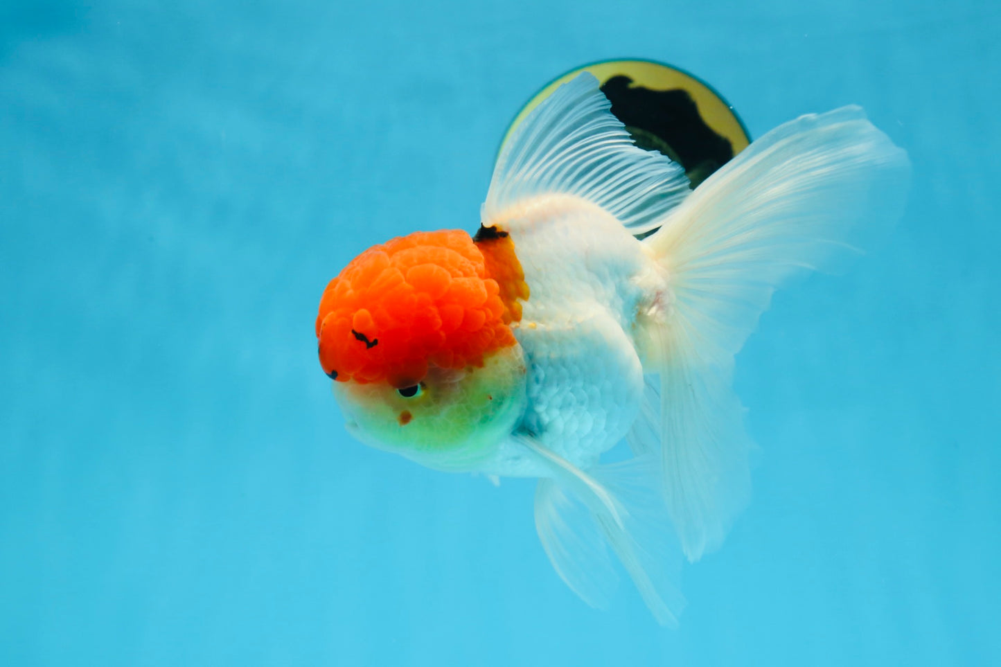 MARIO Red Cap Oranda Male 5-5.5 inches #072525OR_15