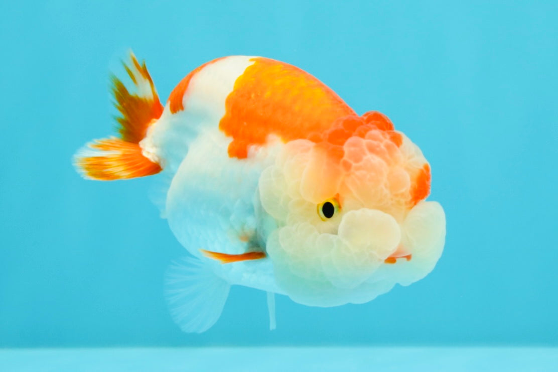 A Grade Kohaku Red White LionQueen 4-4.5 inches #031326LC_10