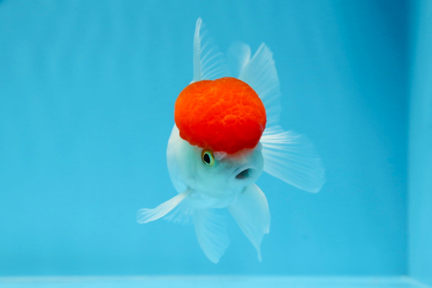 Oranda macho de gorra roja de grado A de 4 pulgadas n.° 0906OR_26