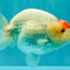 Red White Buffalo Ranchu Male 5.5-6 inches #100926RC_28