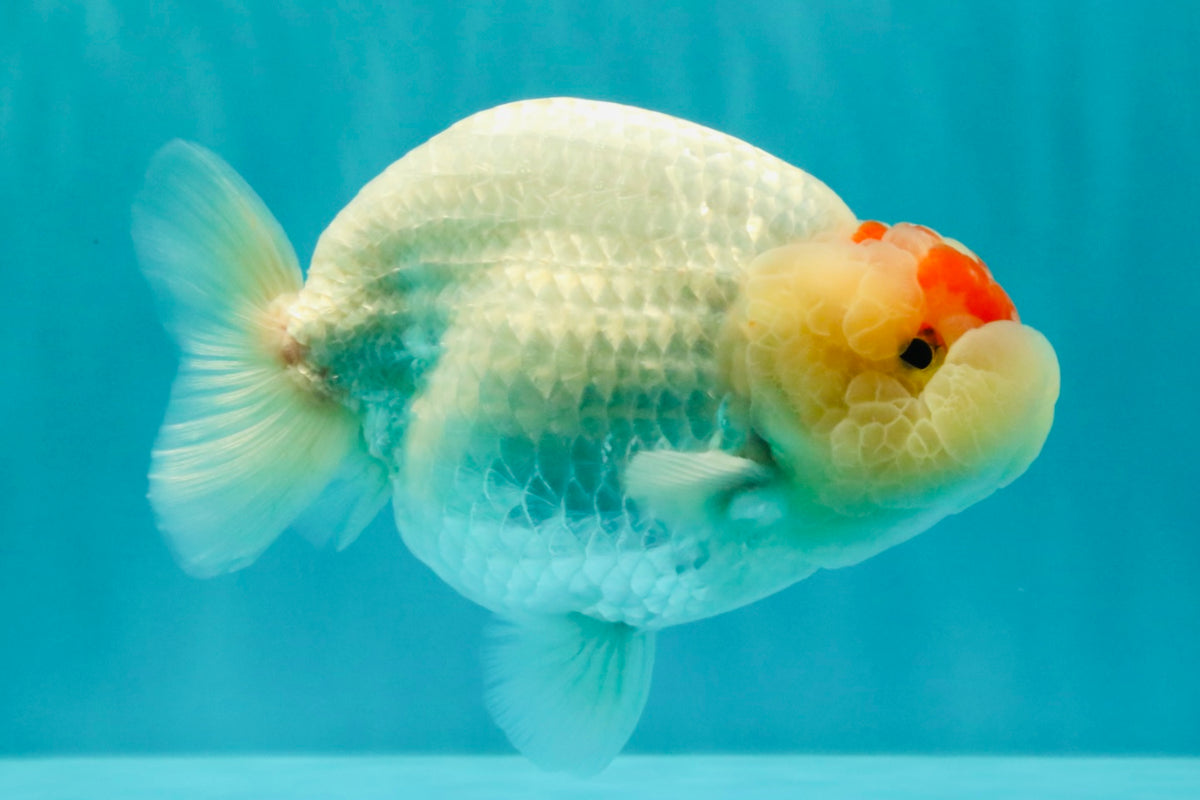 Red White Buffalo Ranchu Male 5.5-6 inches #100926RC_28