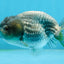 Shinning Scales Black Blue Lionchu Male 3-3.5 inches #011725LC_08