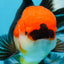 A Grade Tricolor Oranda Male 5.5 inches #081525OR_26