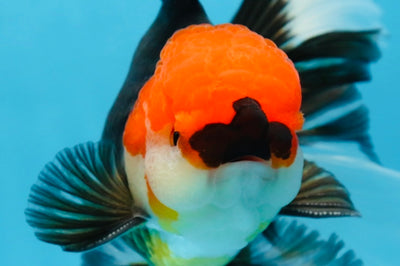 A Grade Tricolor Oranda Male 5.5 inches #081525OR_26