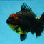 AAA Grade Dark Tiger Godzilla Oranda Female 6.5-7 inches #060625OR_13