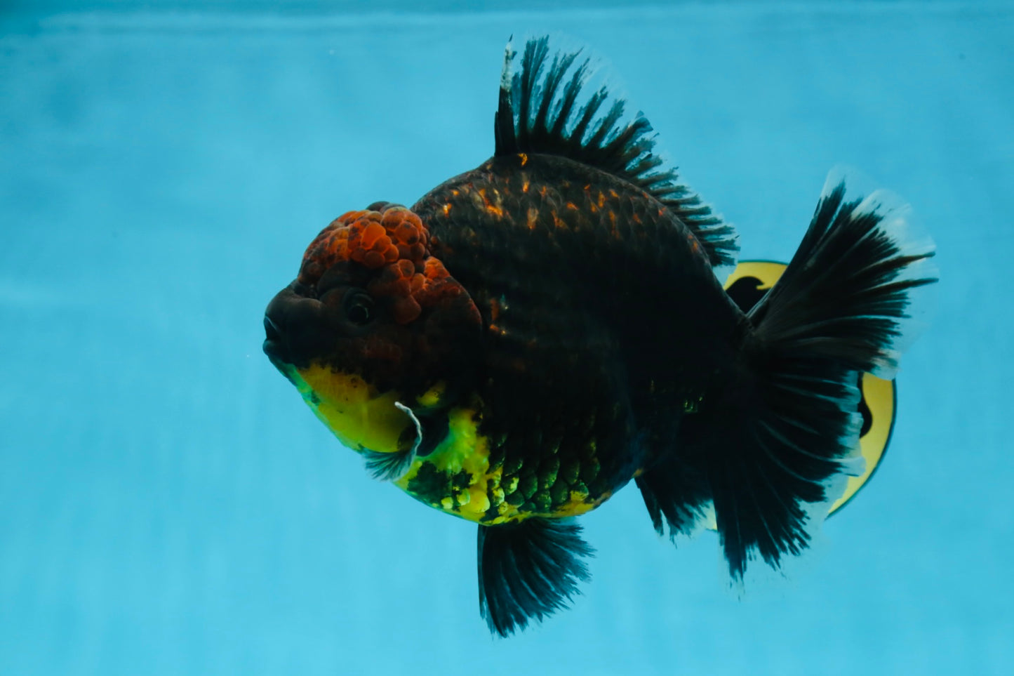 AAA Grade Dark Tiger Godzilla Oranda Female 6.5-7 inches #060625OR_13
