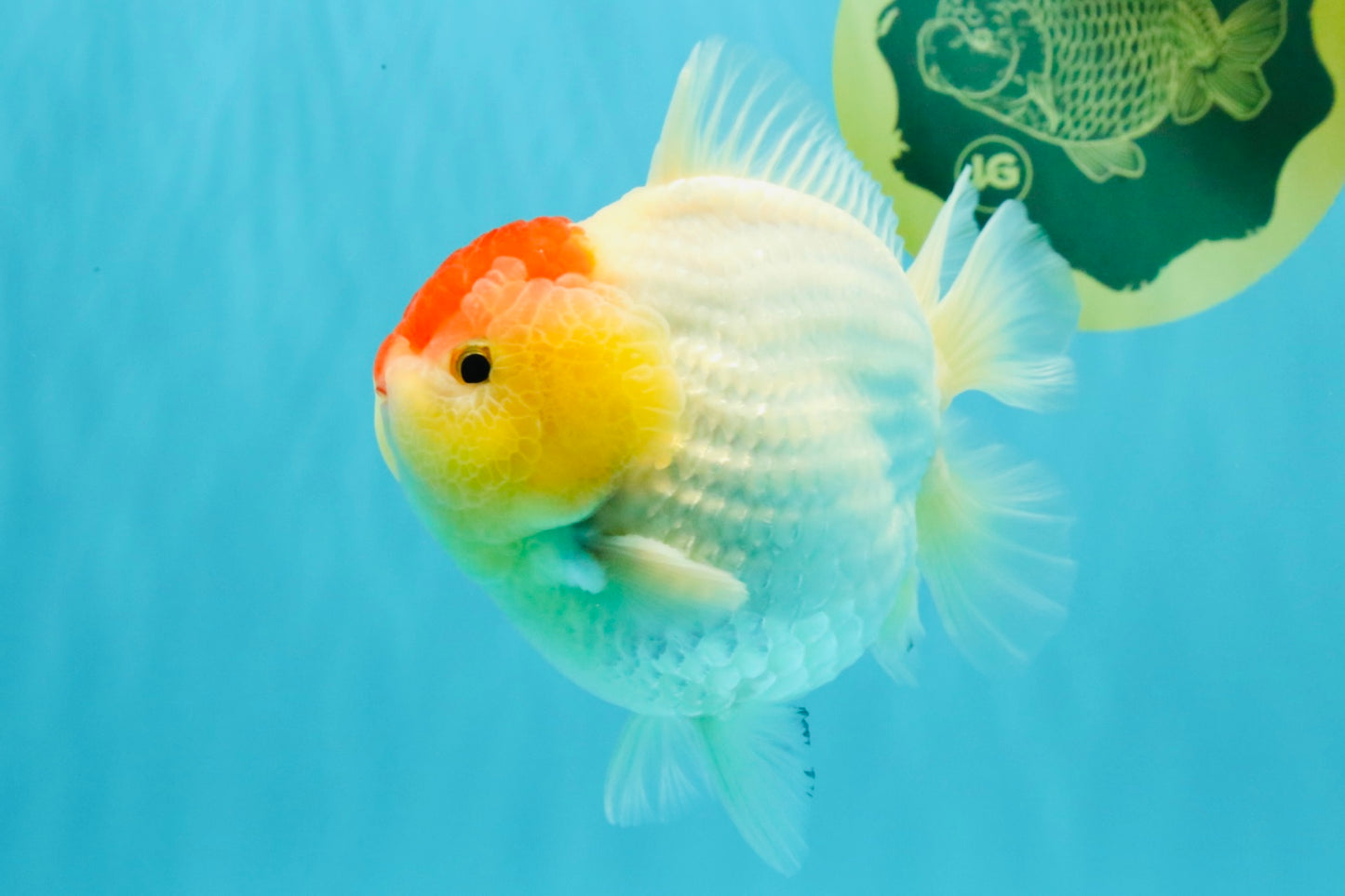 CHUBBY AAA Grade Tancho Red White Yuanbao Male 5-5.5 inches #031326YB_18