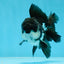 A Grade Panda Oranda Male 4.5 inches #050225OR_11