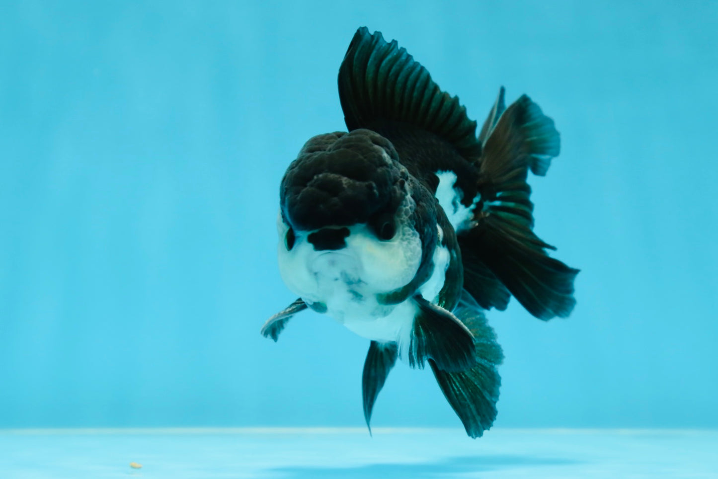 A Grade Panda Oranda Male 4.5 inches #050225OR_11