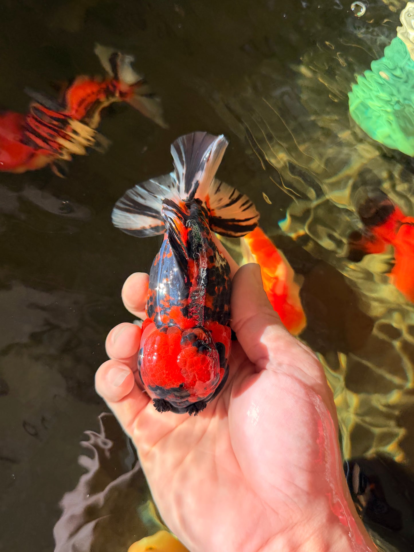 Tiger Yuanbao Male 4.5-5 inches #022726YB_06