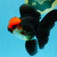 MUSTACHE A Grade Tricolor Oranda Male 5-5.5 inches #032726OR_11