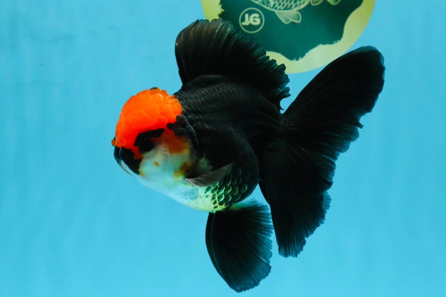 MUSTACHE A Grade Tricolor Oranda Male 5-5.5 inches #032726OR_11