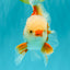 A Grade Red White Oranda Male 5.5 inches #071726OR_30