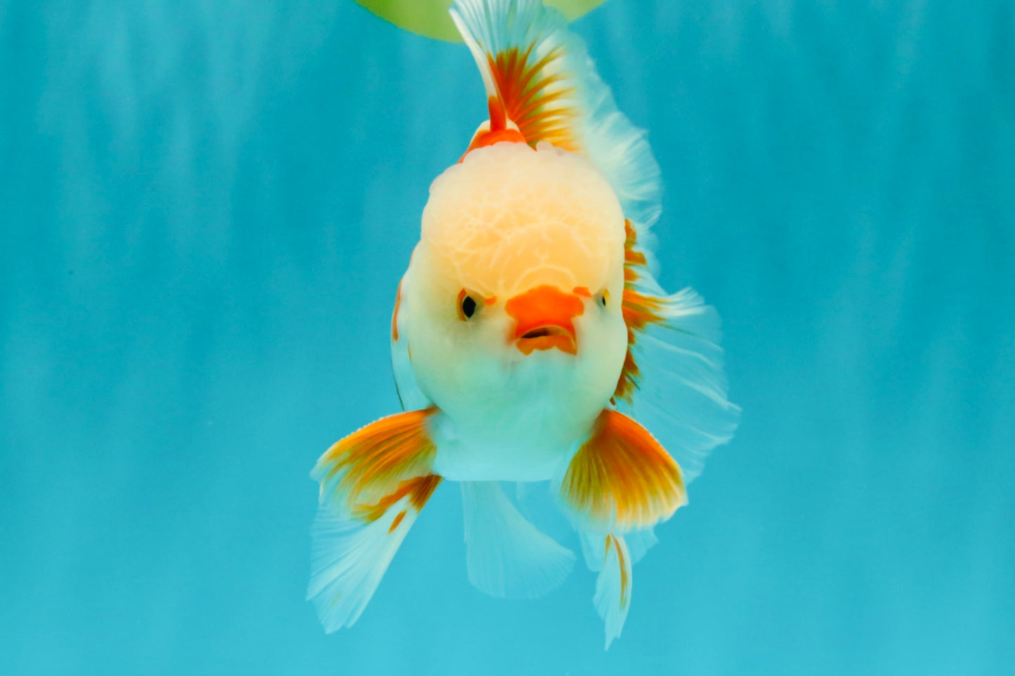 A Grade Red White Oranda Male 5.5 inches #071726OR_30