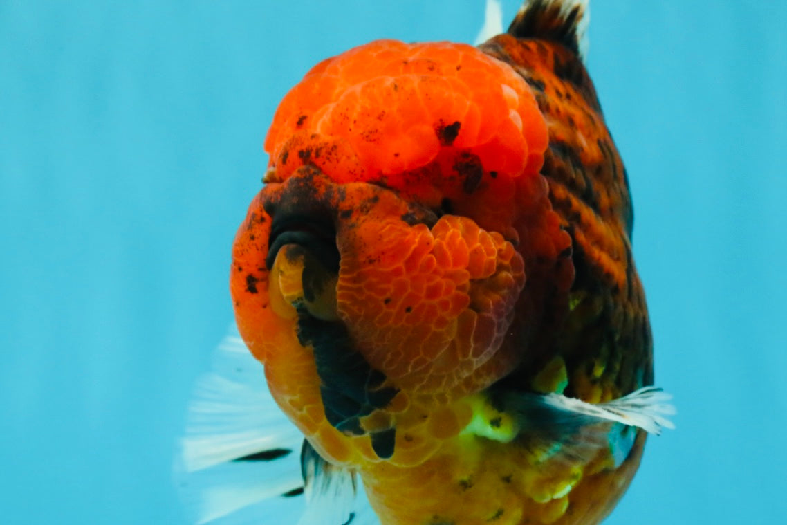 CHONKY AAA Grade Tiger Oranda Male 6.5 inches #022026OR_08
