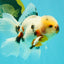 A Grade Marble Oranda Male 5.5-6 inches #082826OR_08