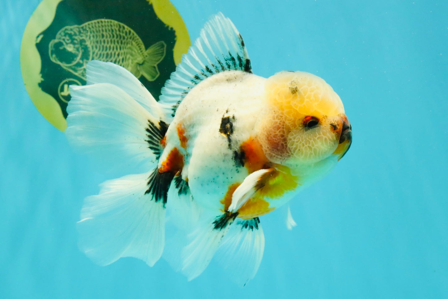 A Grade Marble Oranda Male 5.5-6 inches #082826OR_08