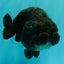 CHUBBY A Grade Black LionQueen 6 inches #101626LC_22