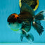 A Grade Tricolor Oranda Male 5.5 inches #120624OR_06