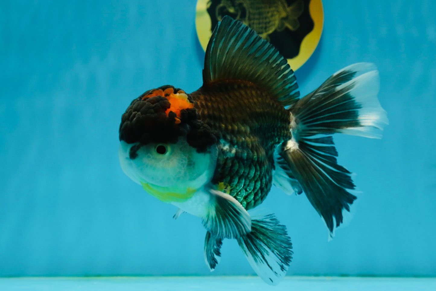 A Grade Tricolor Oranda Male 5.5 inches #120624OR_06