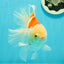 AAA Grade Giant Generation Orange White Oranda Male 6-6.5 inches #102524OR_06