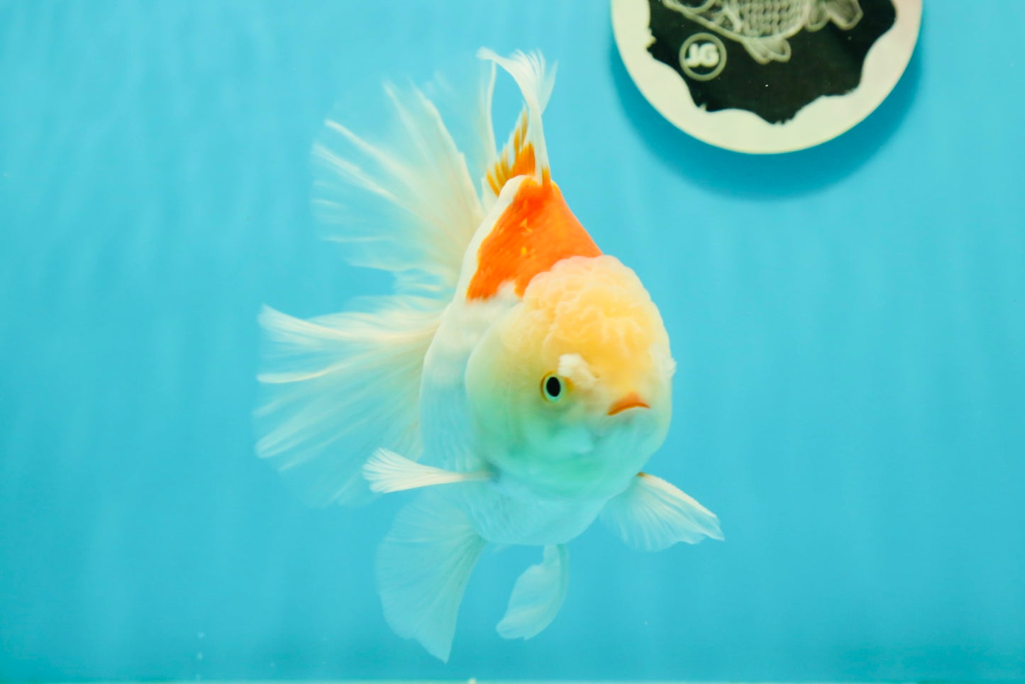 AAA Grade Giant Generation Orange White Oranda Male 6-6.5 inches #102524OR_06