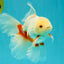 A Grade Red White Oranda Male 5.5-6 inches #102326OR_12