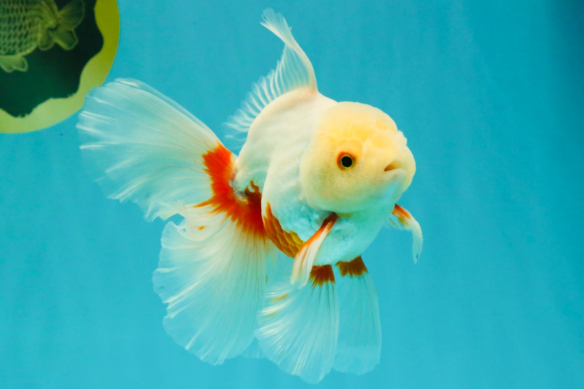 A Grade Red White Oranda Male 5.5-6 inches #102326OR_12