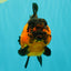 LAVA AAA Grade Apache Yuanbao Female 5.5-6 inches #092526YB_15