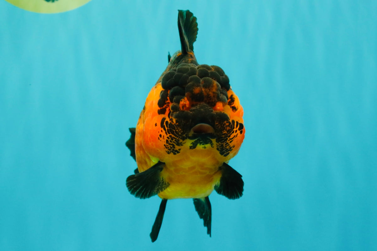 LAVA AAA Grade Apache Yuanbao Female 5.5-6 inches #092526YB_15