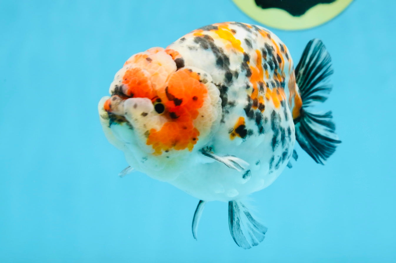 AAA Grade Special Calico LionKing 4.5-5 inches #101025RC_21