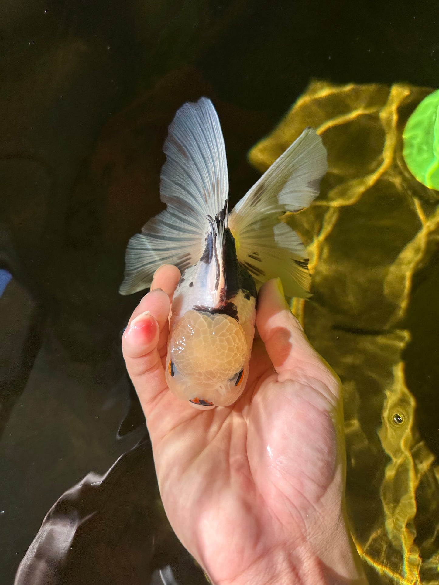 Butterfly Tail High Dorsal Fin Tricolor Oranda Female 5 inches #1018OR_19