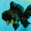 AAA Grade Kirin Oranda Male 6.5 inches #070626OR_14