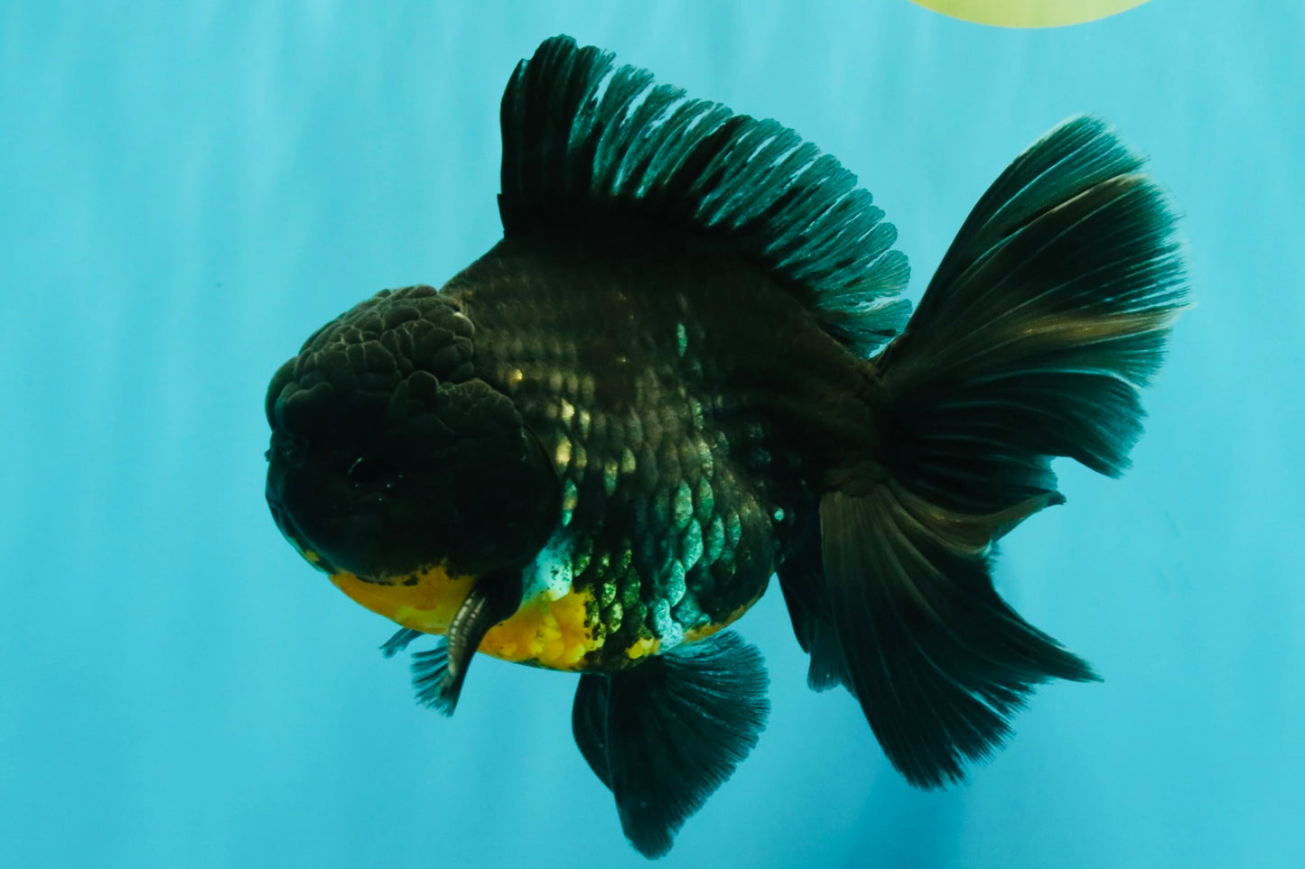 AAA Grade Kirin Oranda Male 6.5 inches #070626OR_14
