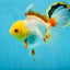 A Grade Butterfly White Orange Oranda Female 5.5 inches #062725OR_23