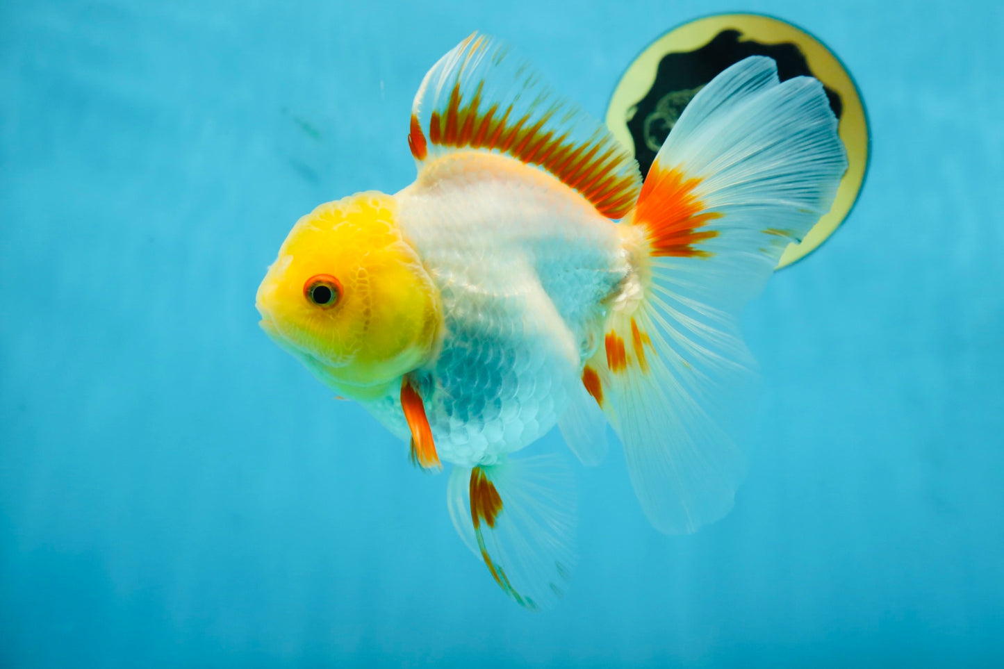 A Grade Butterfly White Orange Oranda Female 5.5 inches #062725OR_23