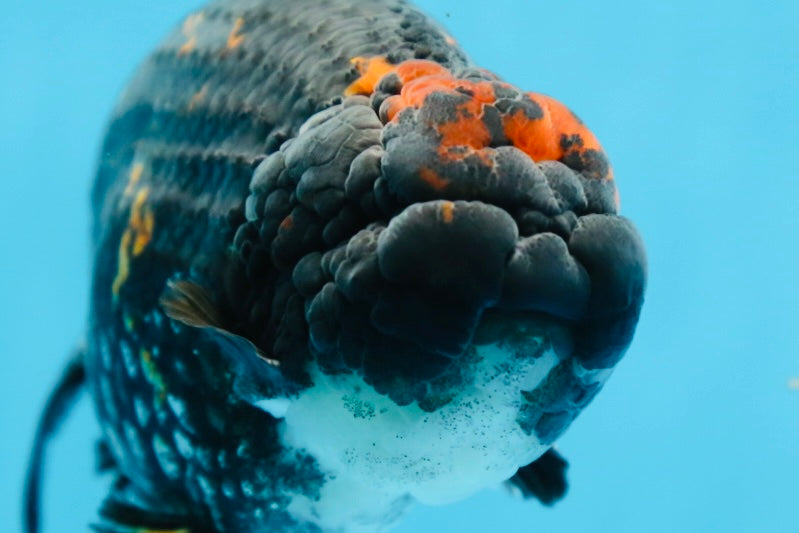 AAA Grade SPECIAL Tiger LionKing 5 inches #082925LC_02