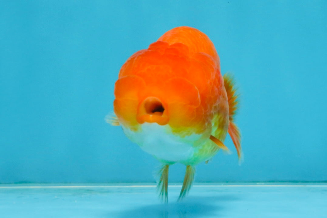 A Grade Red White LionQueen 4 inches #112825LC_06