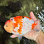 AAA Grade Super Special Sanke Kohaku Sakura Ranchu Female 6-6.5 inches #100226RC_25